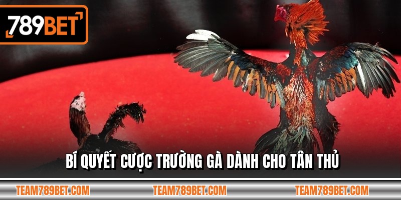 Bí quyết cược trường gà dành cho tân thủ