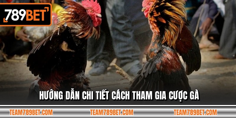 Hướng dẫn chi tiết cách tham gia cược gà